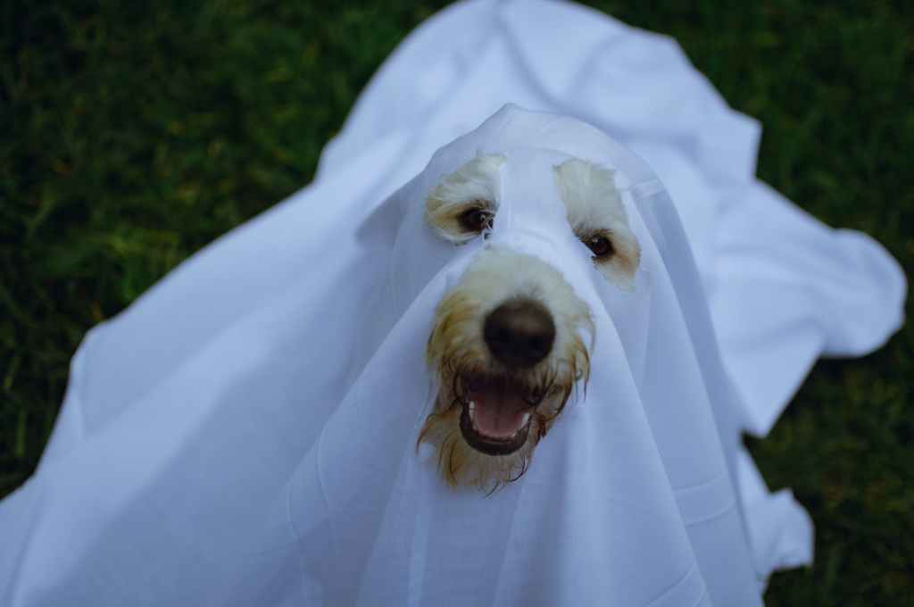 Happy Howl-o-ween!